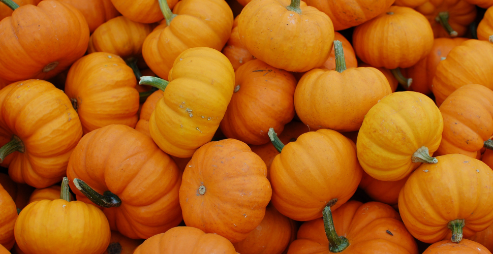 A photograph of Pumpkins